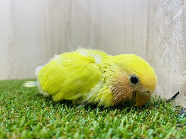 コザクラインコ（小桜インコ）