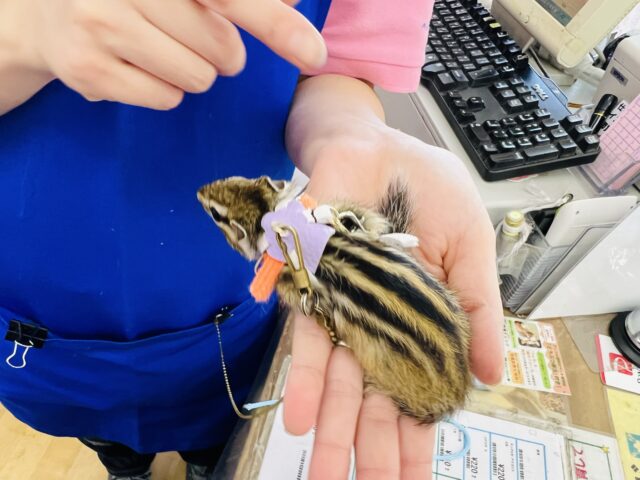 シマリス（ノーマル）