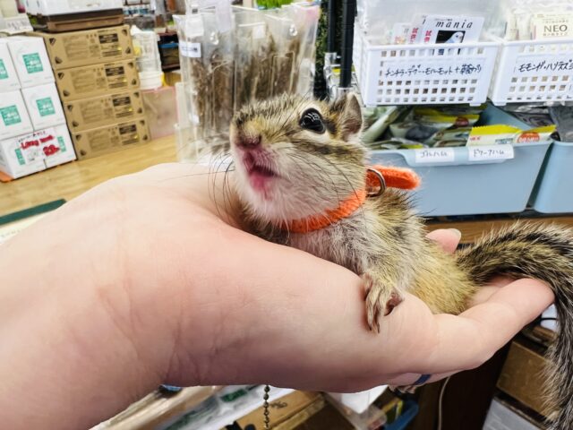 シマリス（ノーマル）