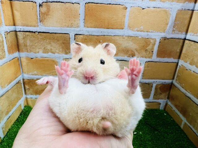 ゴールデンハムスター