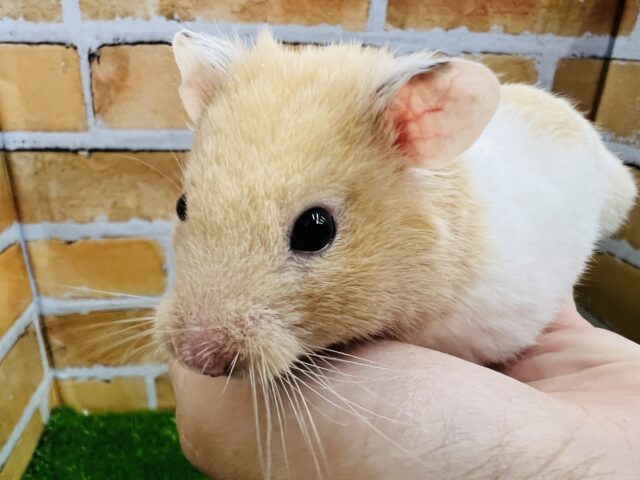 ゴールデンハムスター