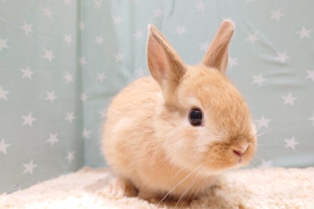 ネザーランドドワーフ