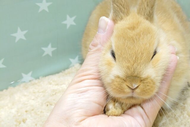 ネザーランドドワーフ