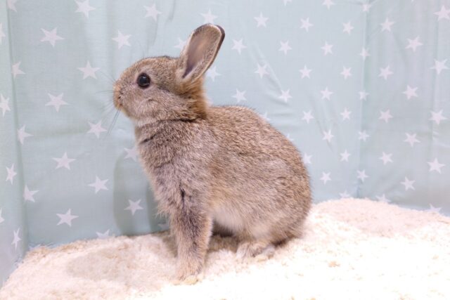 ネザーランドドワーフ