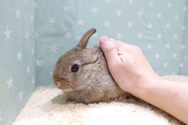 ネザーランドドワーフ