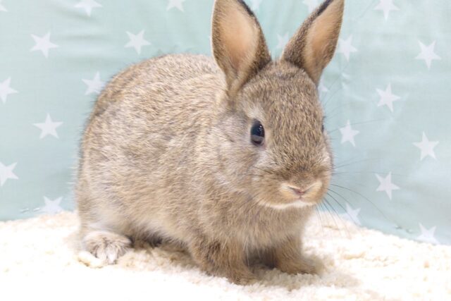 ネザーランドドワーフ