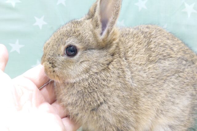 ネザーランドドワーフ