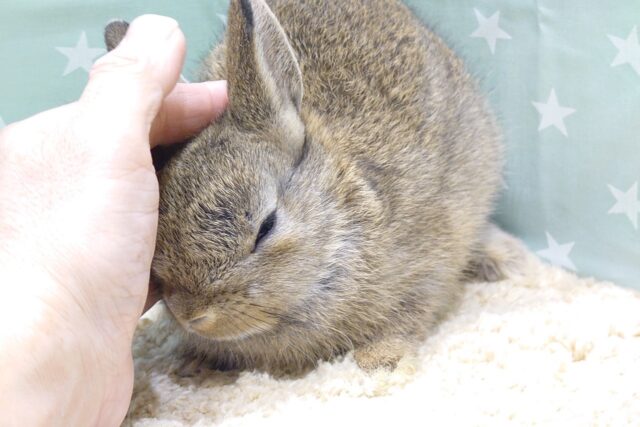 ネザーランドドワーフ