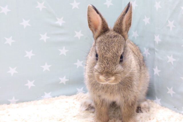 ネザーランドドワーフ