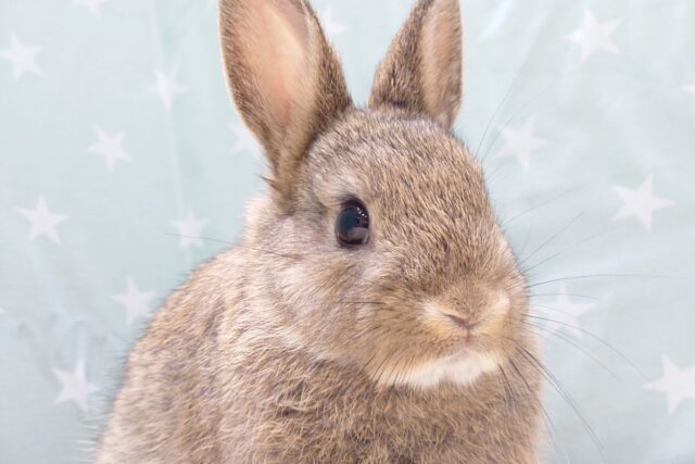 ネザーランドドワーフ