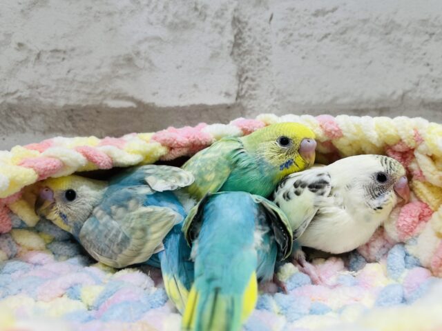 セキセイインコ