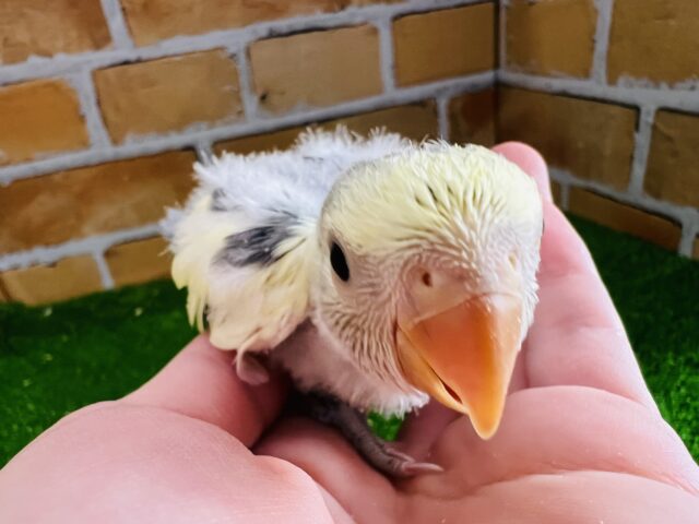 コザクラインコ（小桜インコ）