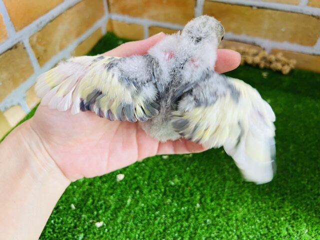 コザクラインコ（小桜インコ）