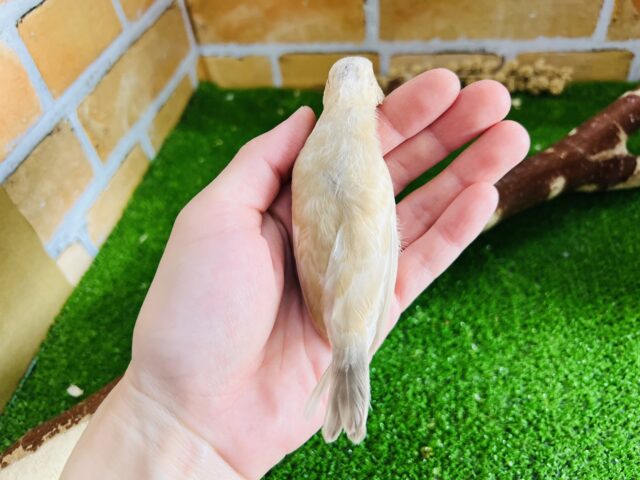 シナモン文鳥