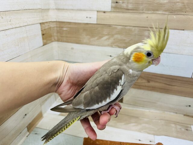 オカメインコ