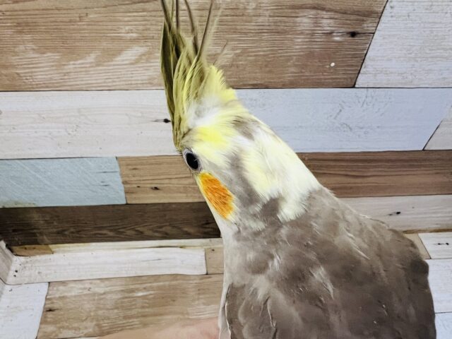 オカメインコ