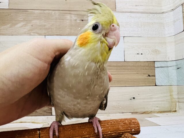 オカメインコ