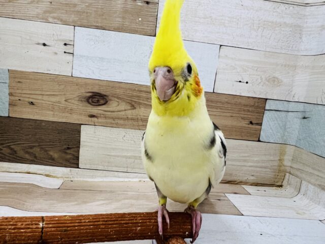 オカメインコ