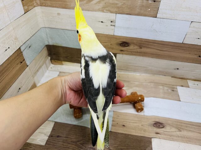 オカメインコ