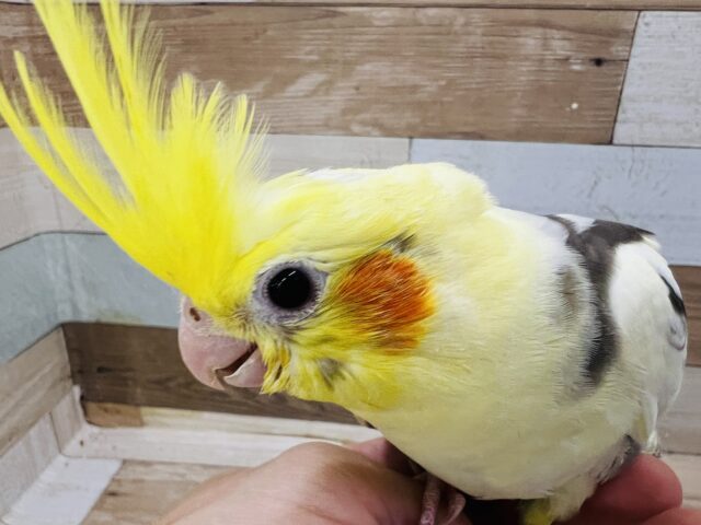 オカメインコ
