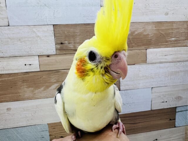 お年頃?♡画像更新☆お顔に黒ゴマ?はっきり模様のオカメインコ(パイド) オカメインコ