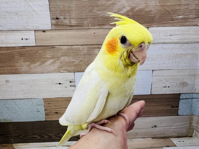 オカメインコ