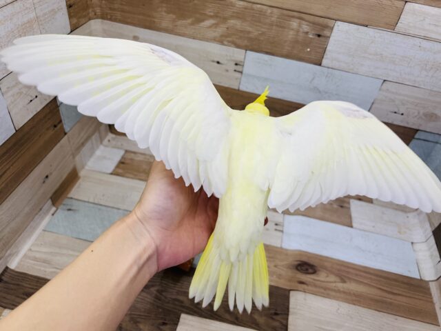 オカメインコ