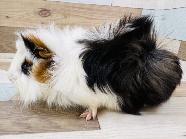 アビシニアンモルモット