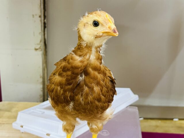 ボリスブラウン