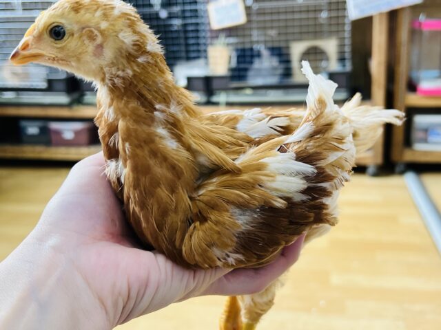 ボリスブラウン