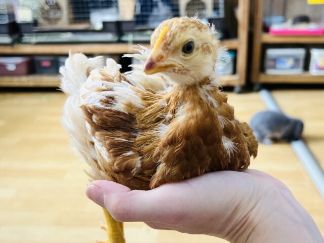 ボリスブラウン