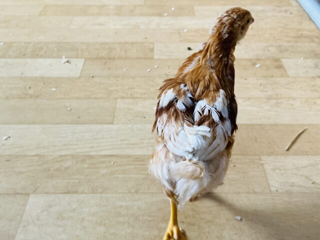 ボリスブラウン