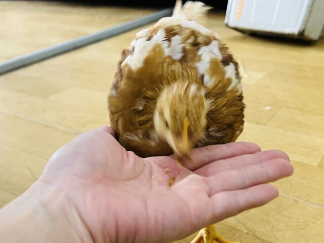 ボリスブラウン