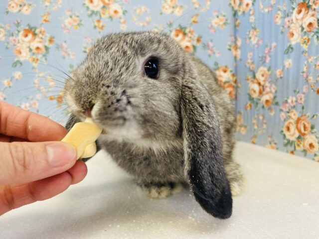 ロップイヤーラビット