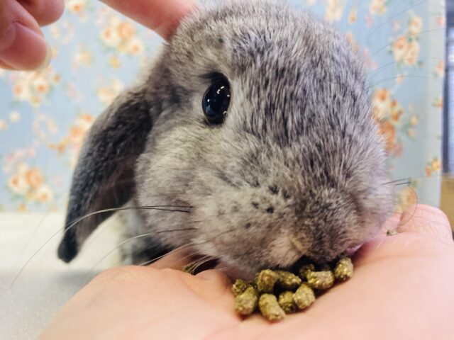 ロップイヤーラビット