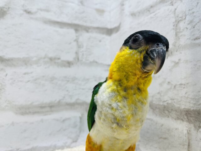 ズグロシロハラインコ