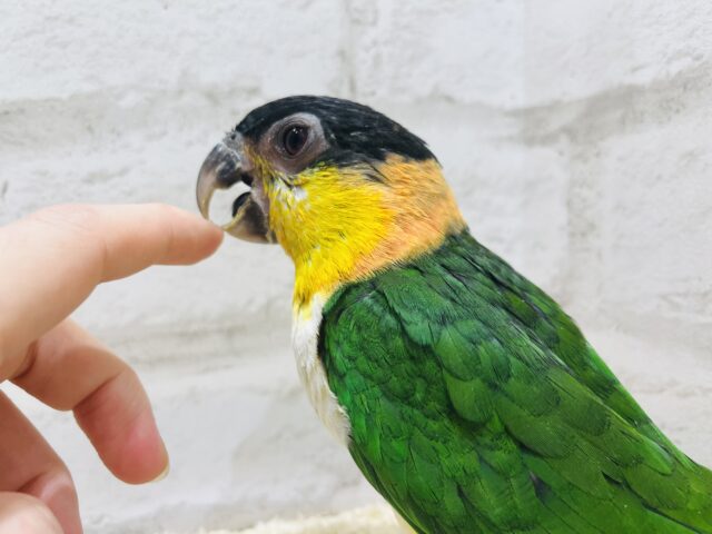 ズグロシロハラインコ