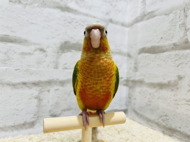 ホオミドリウロコインコ