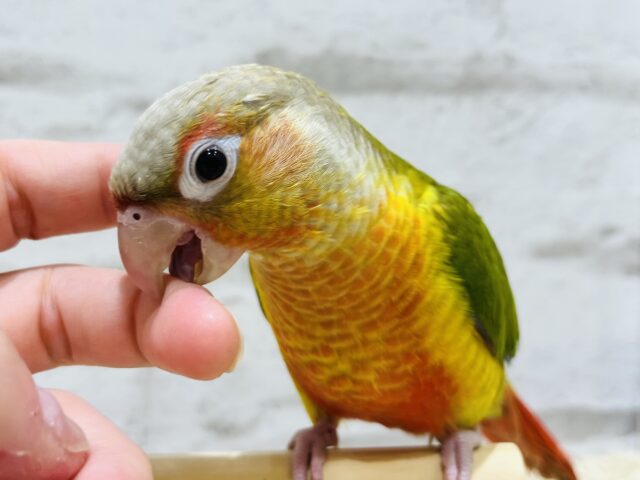 ホオミドリウロコインコ