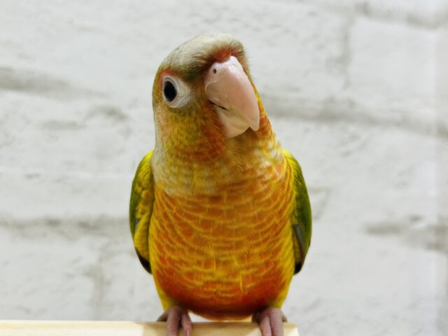 ホオミドリウロコインコ