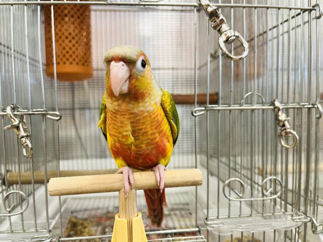 ホオミドリウロコインコ