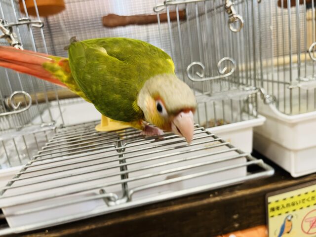 ホオミドリウロコインコ