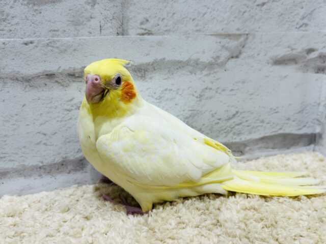 オカメインコ