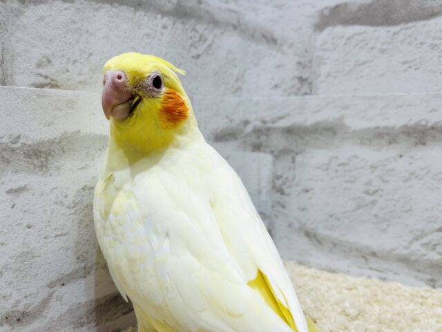 オカメインコ