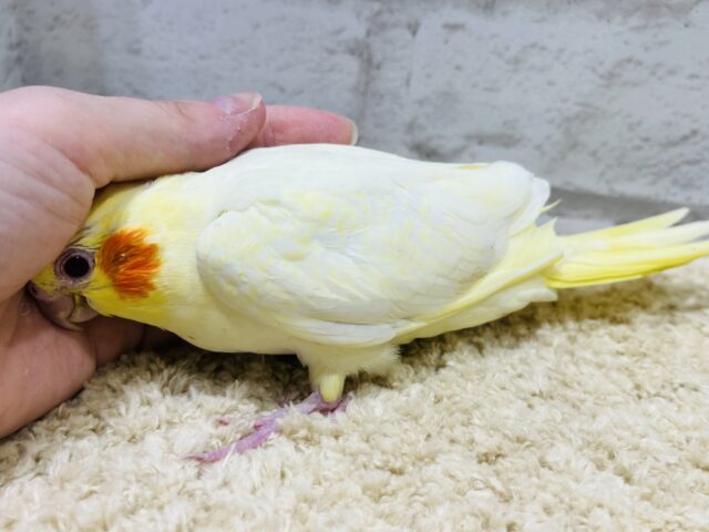 オカメインコ