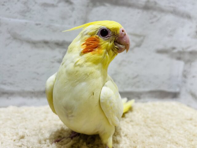 オカメインコ