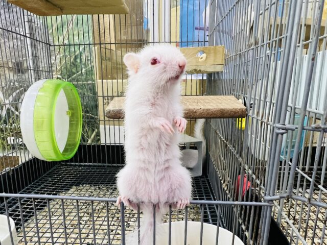 画像更新☆衝撃‼︎‼︎アルビノシマリスの入舎です!! アルビノシマリス