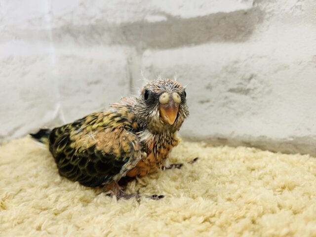 アキクサインコ（秋草インコ）