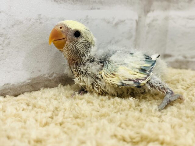 コザクラインコ（小桜インコ）