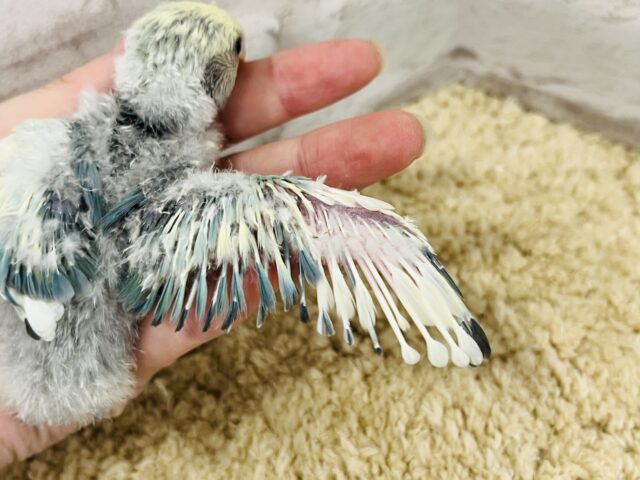 コザクラインコ（小桜インコ）